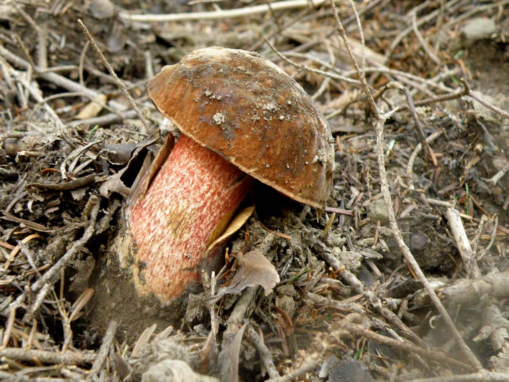 Foresta di Campigna - Funghi da determinare